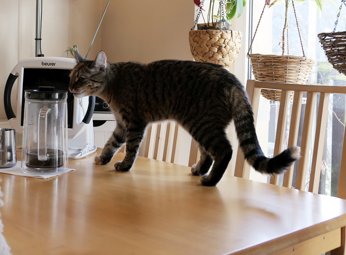 Katze Lilly steht mit allen vier Pfoten auf dem Esstisch und mauzt. Im Hintergrund ein großes Fenster mit mehreren Zimmerpflanzen sowie zwei Stühle am Tisch. Ihr Blick wirkt entschlossen und diskussionsbereit. Lilly-20260212b