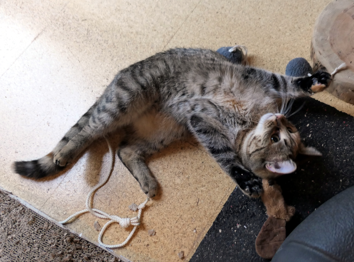 Lilly liegt entspannt auf dem Rücken mitten im Raum, alle vier Pfoten fröhlich in die Luft gestreckt. Ihr flauschiger Bauch lädt förmlich zum Kraulen ein, während ihr Blick neugierig und verspielt direkt in die Kamera geht – ganz nach dem Motto: „Na, spielst du endlich mit mir?“ Um sie herum verteilt liegen ihre liebsten Schätze: zwei graue Wollbommel, ein weißer Strickfaden und ein kleiner Spielbiber – bereit für die nächste große Abenteuer-Runde. Lilly-20260412