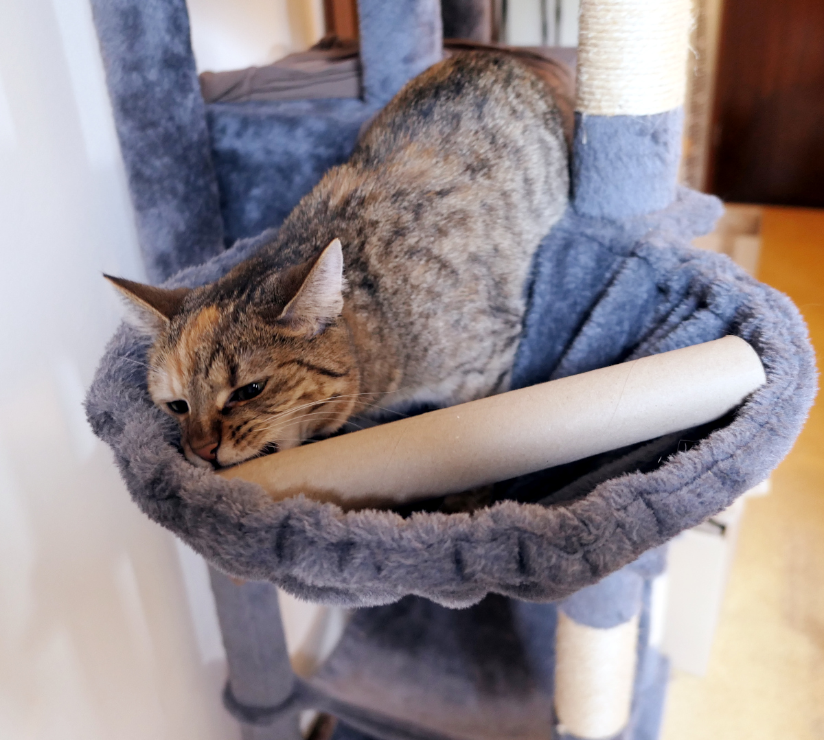 Katze Lilly liegt in der grauen Hängemulde ihres Katzenbaums und versucht konzentriert, ein Leckerli aus einer großen Papprolle herauszubekommen. Mit gespitzten Ohren und neugierigem Blick untersucht sie die Rolle, die quer vor ihr liegt. Lilly-20260612