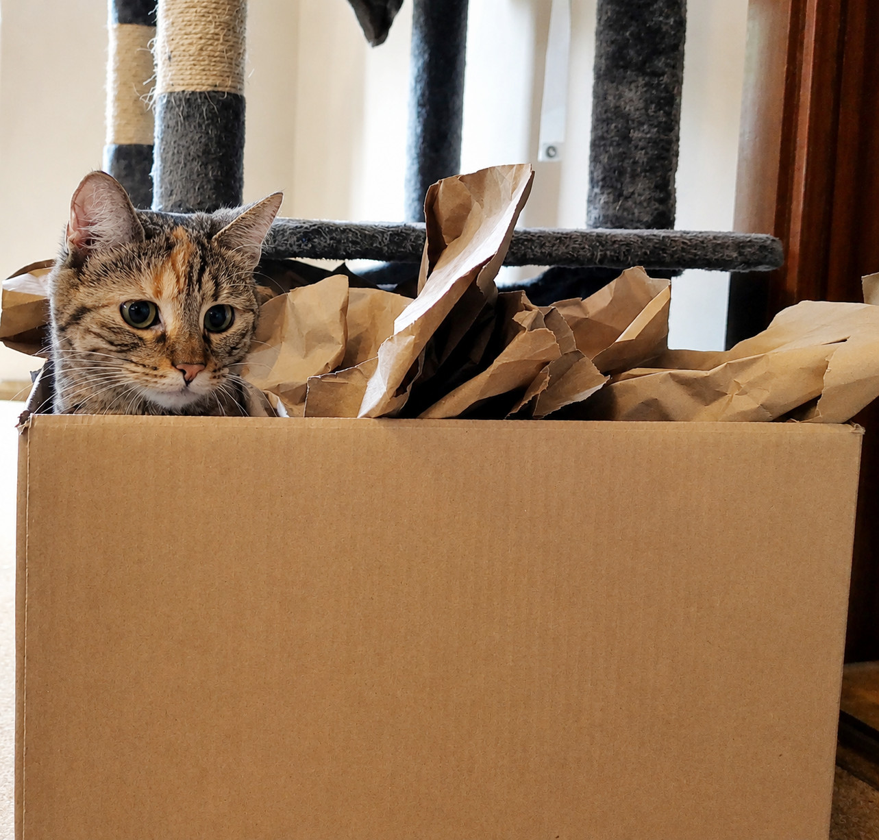 Katze Lilly versteckt sich in einem großen Pappkarton voller braunem Verpackungspapier. Zwischen den zerknüllten Papierbahnen schaut nur ihr neugieriges Köpfchen hervor, während sie aufmerksam in die Kamera blickt. Lilly-20260612aa