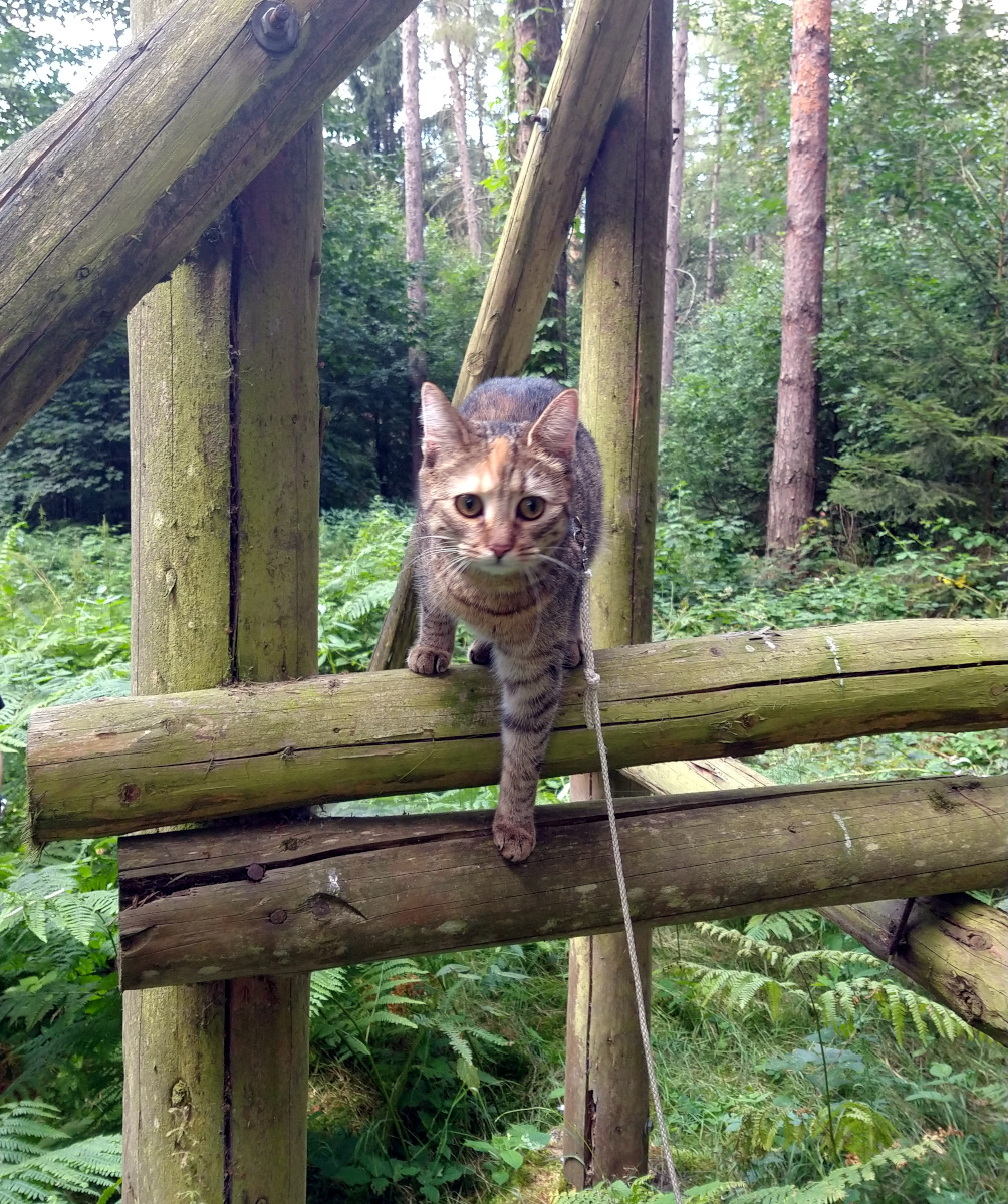 Katze Lilly klettert neugierig auf die hölzerne Leiter eines Hochsitzes im Wald. Eine Vorderpfote setzt bereits zum nächsten Schritt an, während sie konzentriert nach oben blickt. Lilly-20260712b