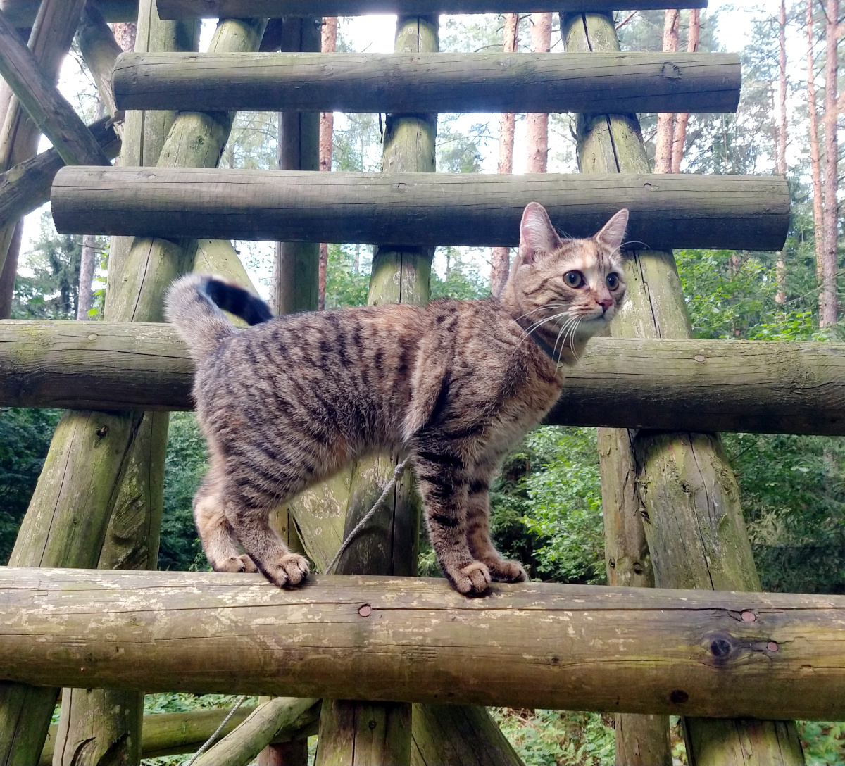 Katze Lilly steht selbstbewusst auf einer Stufe des Hochsitzes. Mit erhobenem Schwanz beobachtet sie aufmerksam den Wald und genießt ihren erhöhten Aussichtspunkt. Lilly-20260712c