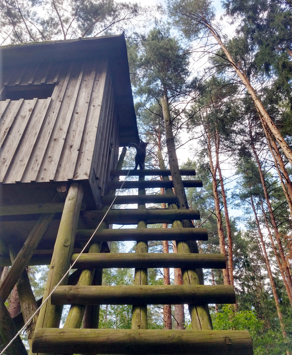 Katze Lilly hat den oberen Bereich des Hochsitzes erreicht und blickt von weit oben über den Wald. Die Leine sorgt für Sicherheit, während sie mutig ihr Abenteuer genießt. Lilly-20260712d