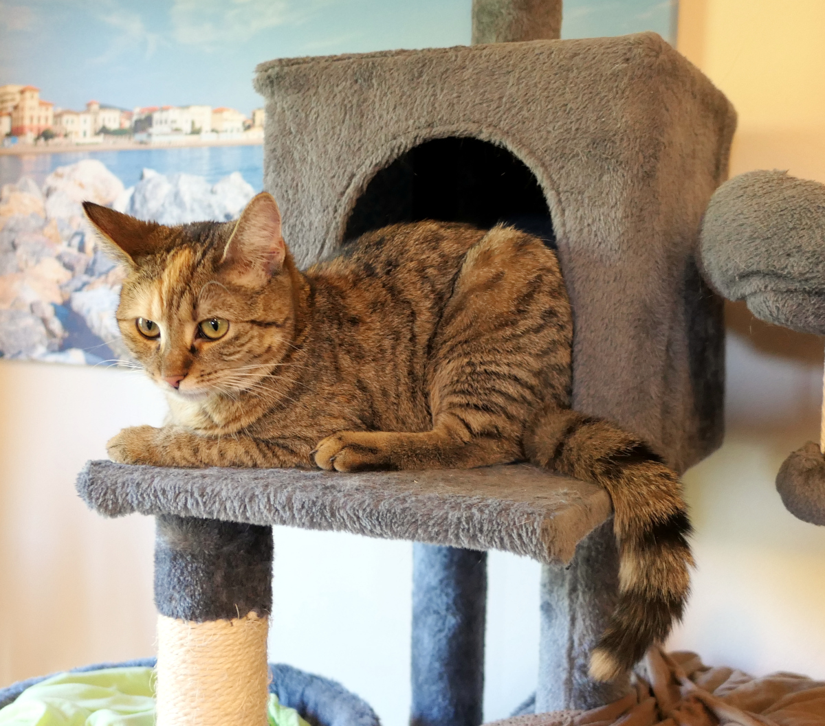Katze Lilly sitzt auf einer Plattform ihres grauen Katzenbaums halb vor und halb im Eingang des Katzenhauses. Mit aufmerksamem Blick schaut sie nach vorn, während ihr geringelter Schwanz entspannt über den Rand der Liegefläche hängt. Im Hintergrund ist ein Wandbild mit einer Küstenlandschaft zu sehen. Lilly-20260812b