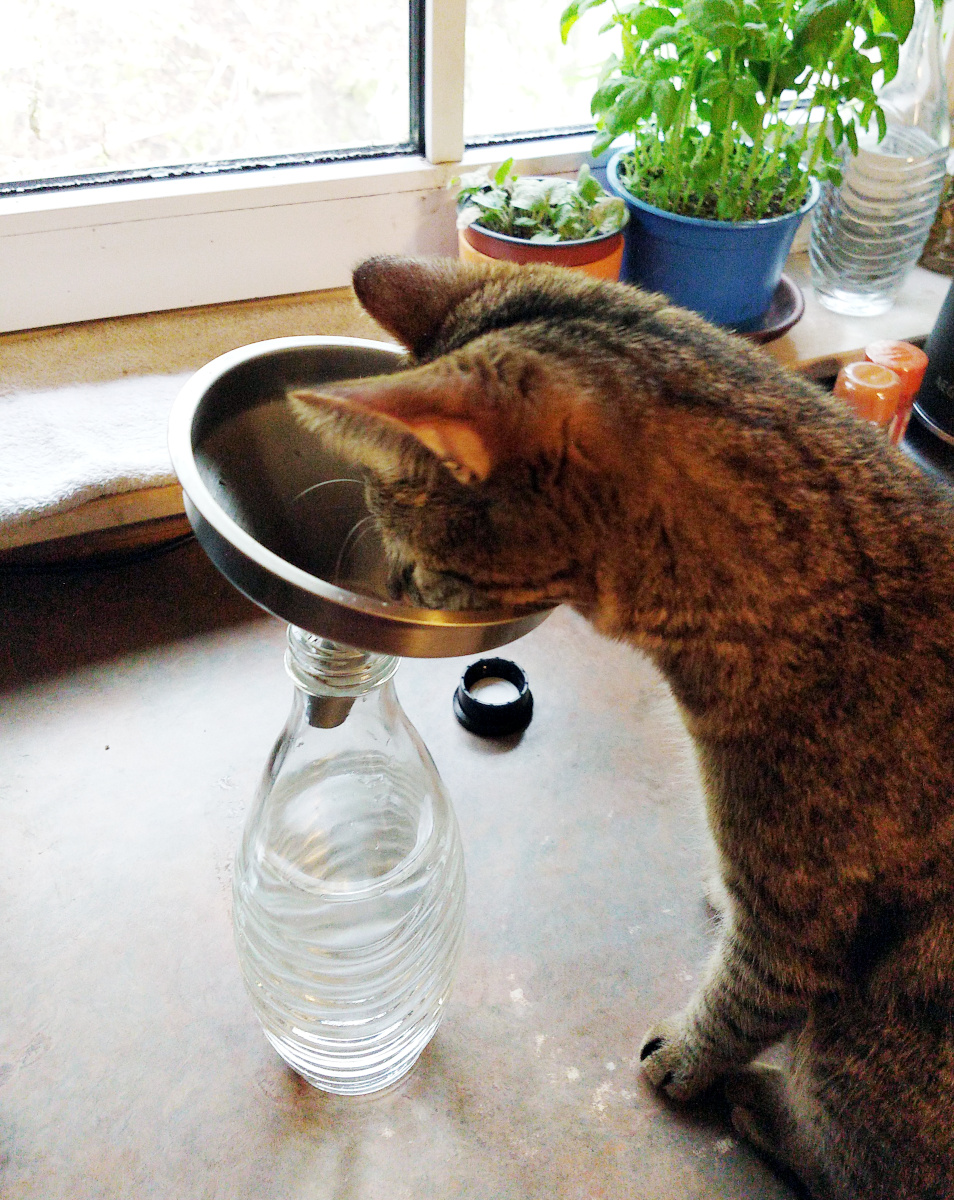Katze Lilly sitzt auf der Küchenanrichte vor dem Fenster, das neugierige Näschen tief in einen Trichter gesteckt, der auf einer Sodastream-Glasflasche mit Wasser sitzt. Ihre Ohren sind aufmerksam aufgestellt, die Augen groß und forschend – ganz die kleine Wissenschaftlerin auf geheimer Mission. Lilly-20260413