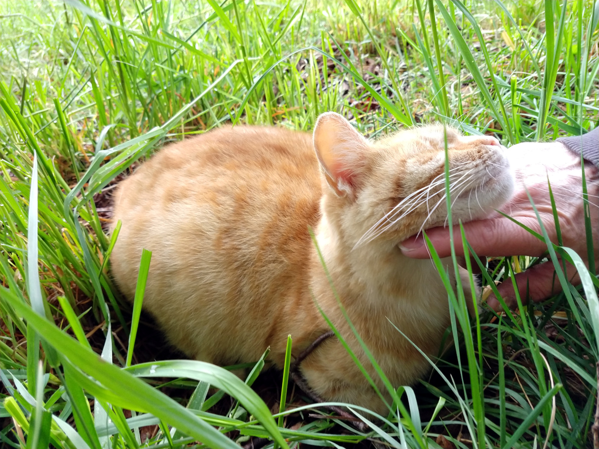 Lillys orangefarbene Katzenmama Sunny sitzt entspannt im hohen grünen Gras und genießt Streicheleinheiten an Kopf und Hals. Die trächtige Katze wirkt ruhig und zufrieden in der Frühlingsnatur. Lilly-20260513a