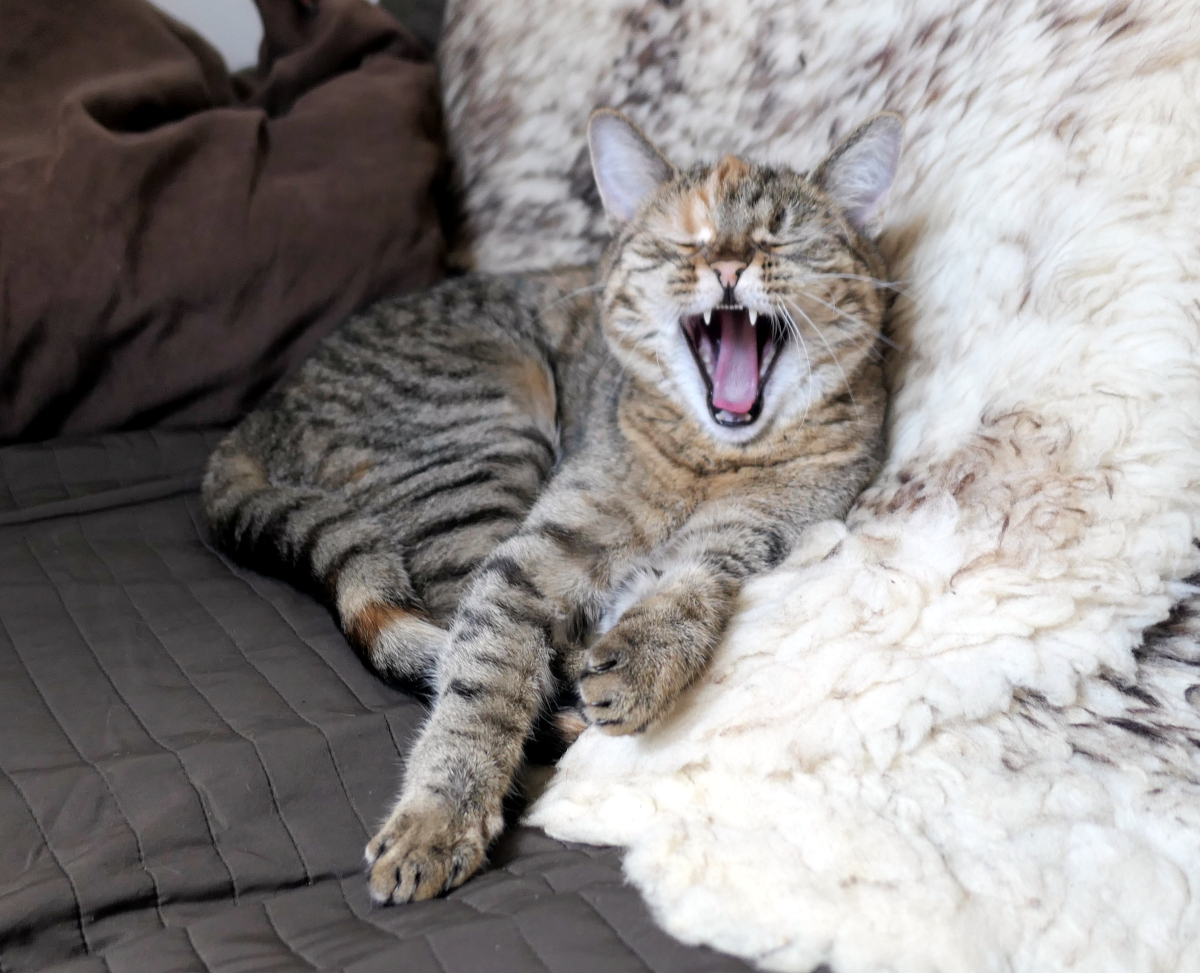 Katze Lilly liegt gemütlich auf dem Sofa neben einem weißen Lammfell und gähnt ausgiebig. Mit weit geöffnetem Mäulchen, geschlossenen Augen und entspannter Körperhaltung zeigt sie den typischen Moment einer müden Katze nach einem ereignisreichen Tag. Lilly-20260713b