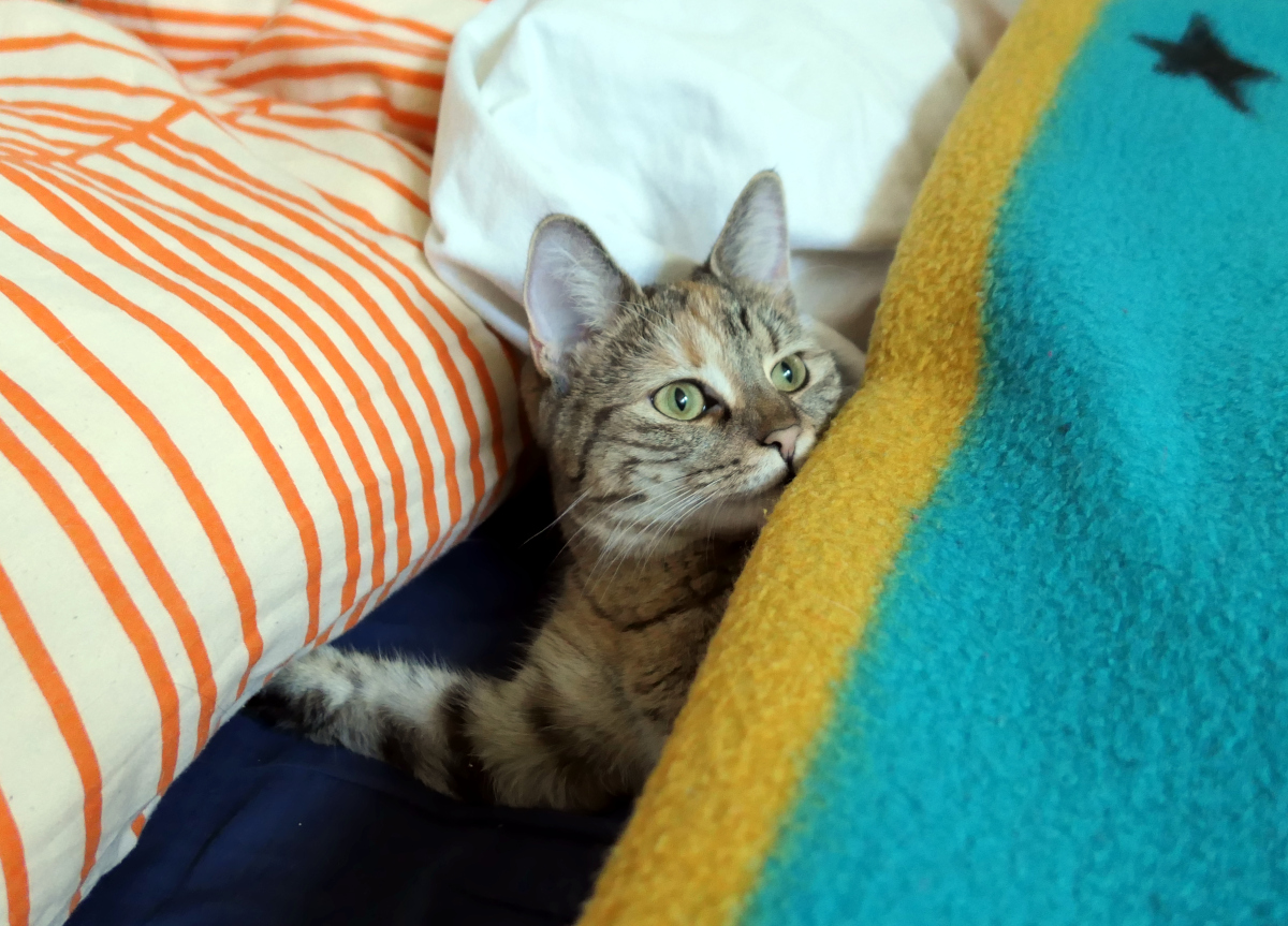 Katze Lilly liegt gemütlich im Bett zwischen Kissen und Decken. Sie ist teilweise von einer türkis-gelben Decke zugedeckt und schaut mit großen grünen Augen aufmerksam hervor. Lilly-20260813
