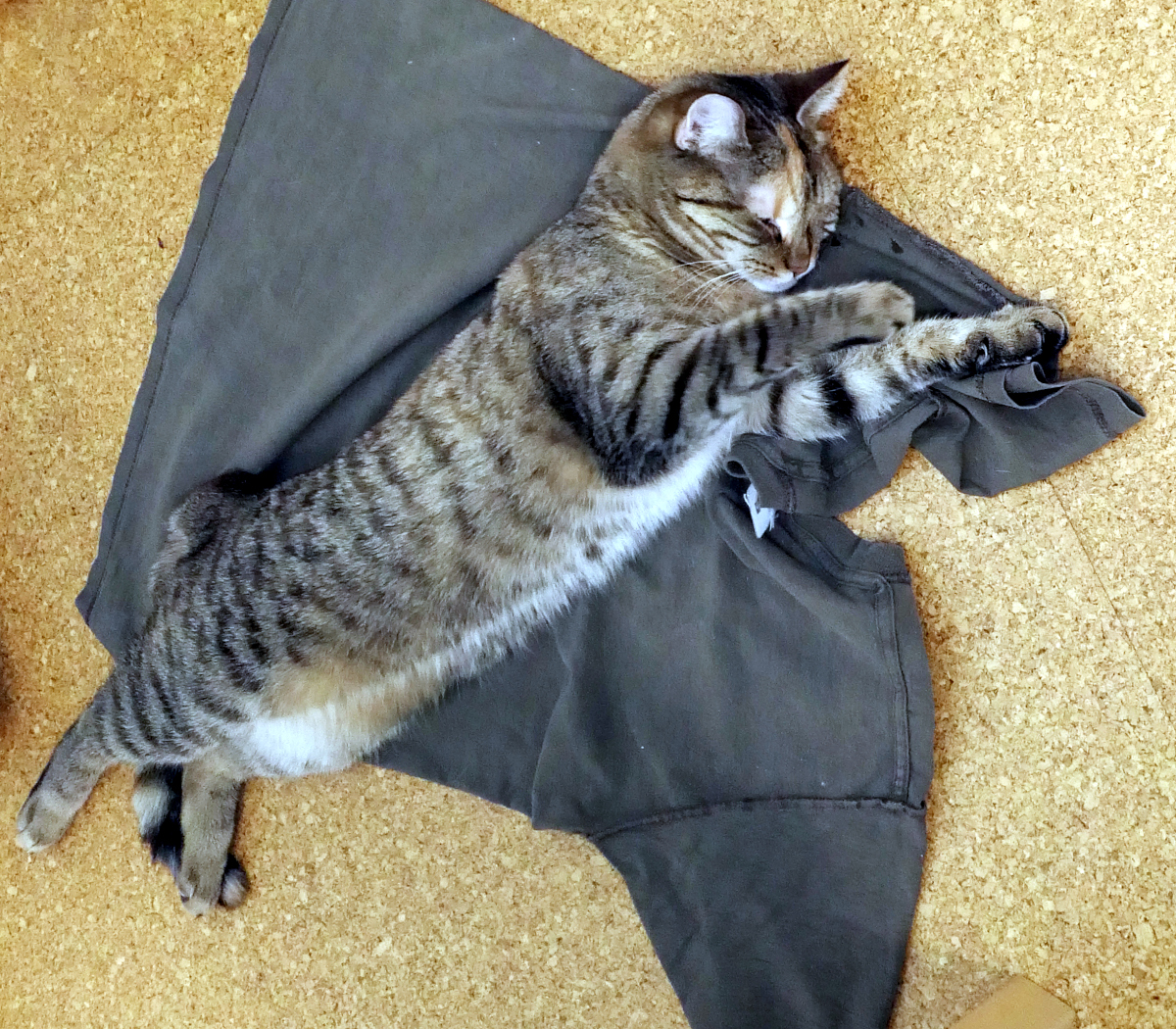 Katze Lilly liegt entspannt und lang ausgestreckt auf der Seite auf einem getragenen grau/braunen T-Shirt ihrer Zweibeiner. Mit den Vorderpfoten hält sie einen Teil des Stoffes fest und hat die Augen geschlossen. Lilly-20260813b