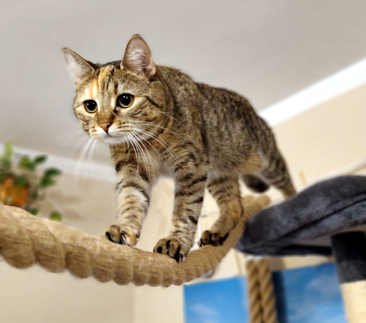 Katze Lilly schreitet vorsichtig und hochkonzentriert über ein dickes, gespanntes Seil. Ihre Pfoten sind sorgfältig gesetzt, während sie beim Balancieren aufmerksam nach vorn schaut. Lilly-20260913b