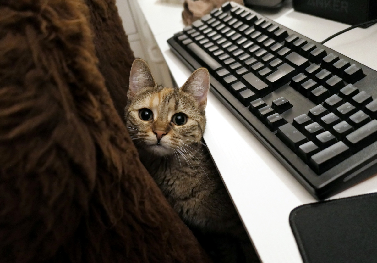 Katze Lilly sitzt auf einem Stuhl mit braunem Schafsfell direkt vor einem Schreibtisch. Auf dem Tisch liegt eine schwarze Tastatur. Lillys Kopf ragt gerade über die Tischkante hinaus und sie schaut aufmerksam in die Kamera, als würde sie gerade an ihrem Tagebuch schreiben. Lilly-202603014