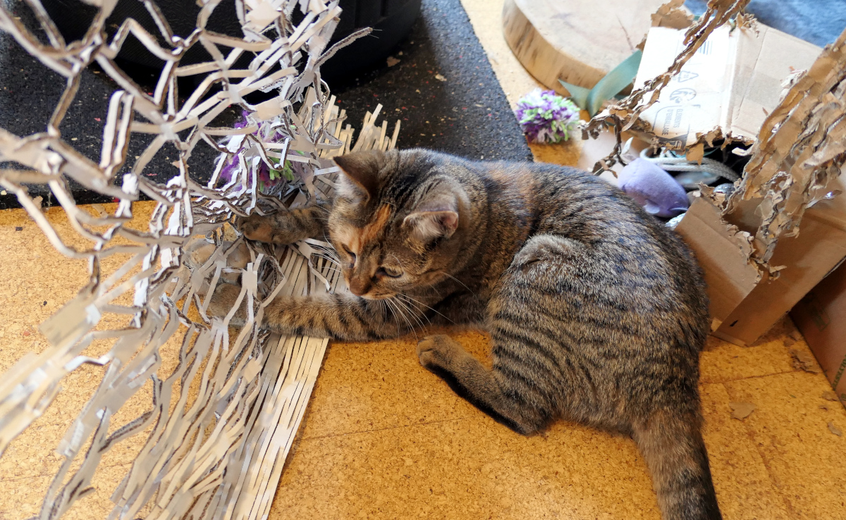 Katze Lilly liegt flach auf dem Boden auf der Lauer und hat ein geschreddertes Papp-Verpackungsnetz fest zwischen ihren Vorderpfoten gepackt. Das Material hängt an einem Faden von oben herab und reicht bis zum Boden. Lilly-202603013a