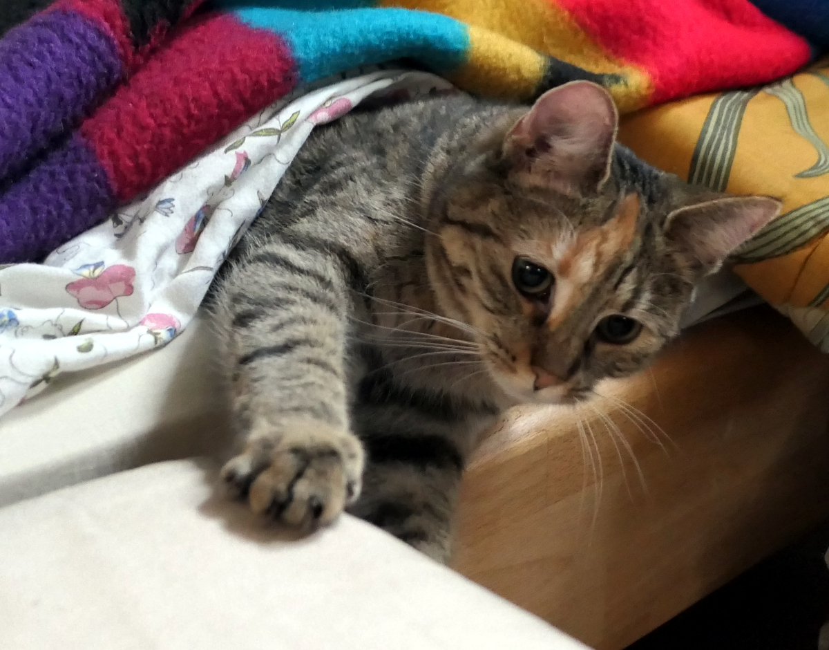 Lilly hat sich tief unter mehreren weichen Decken versteckt und lugt nur mit ihrem neugierigen Köpfchen und einem Teil ihres Oberkörpers hervor. Mit einer ausgestreckten Vorderpfote tastet sie spielerisch nach einem weißen Hocker neben dem Bett – halb verborgen, halb bereit für den nächsten Überraschungsangriff. Lilly-20260414