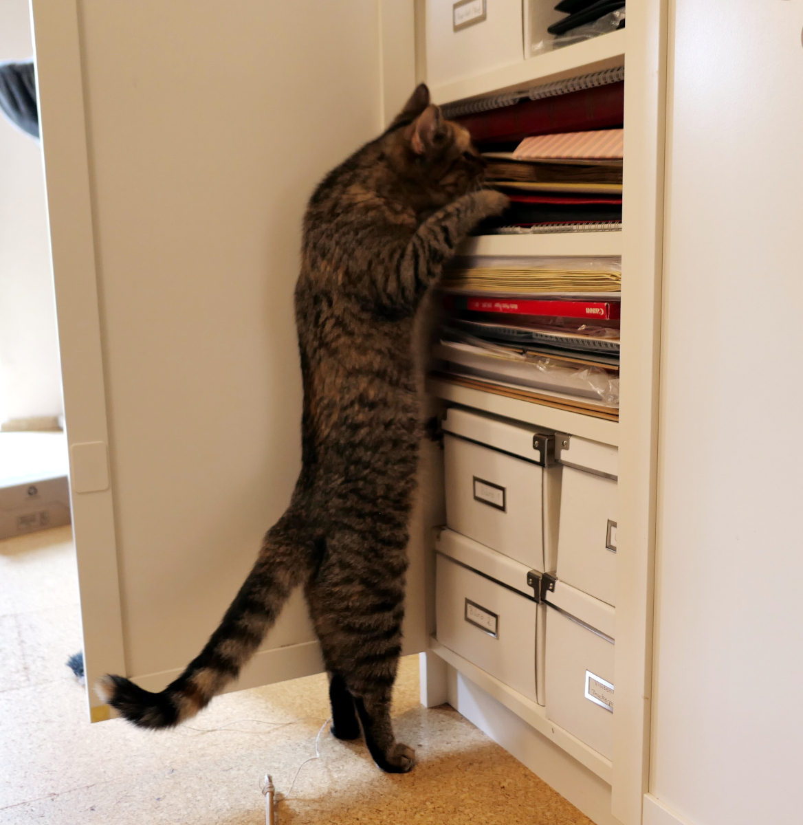 Katze Lilly hat sich lang ausgestreckt und steht auf Zehenspitzen vor einem offenen Schrank. Mit beiden Vorderpfoten untersucht sie aufmerksam die oberen Ablagen und sucht nach möglichen Schätzen oder versteckten Leckerlis. Lilly-20260614b