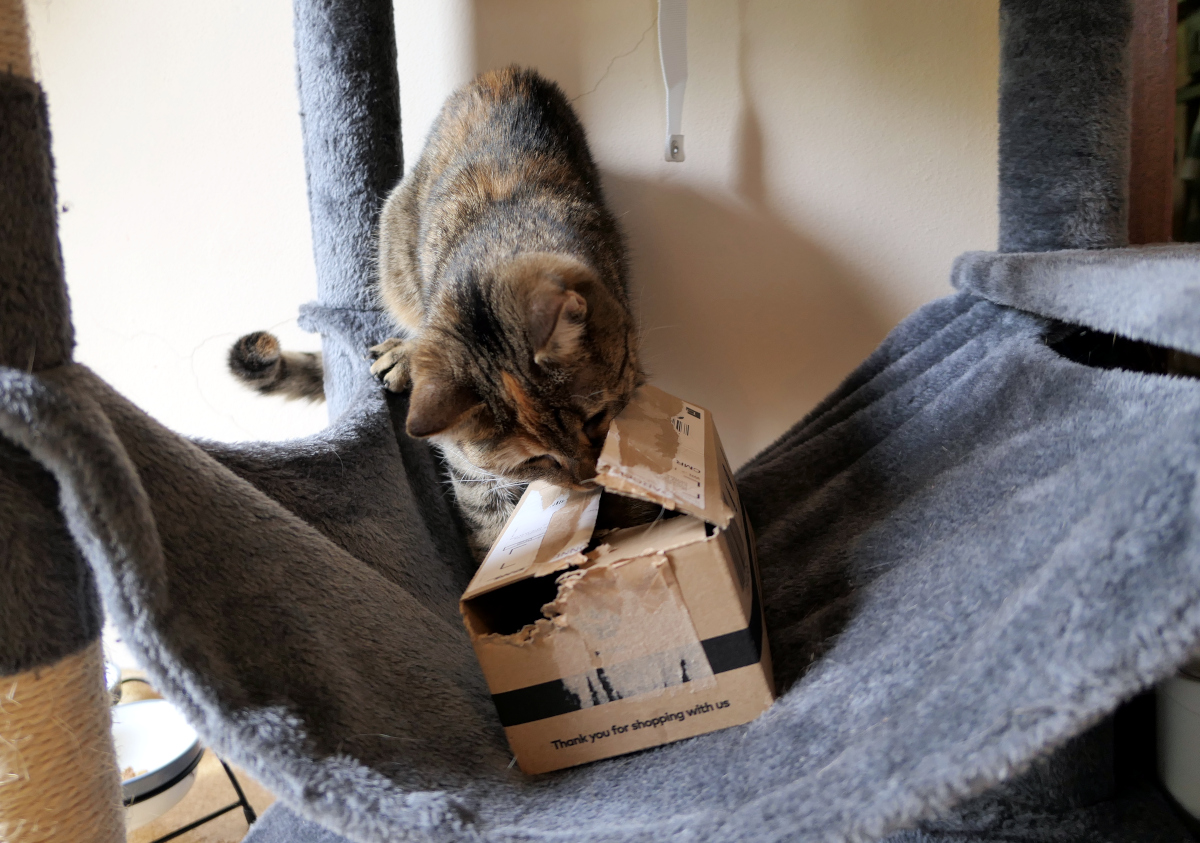 Katze Lilly sitzt auf der Hängematte ihres Katzenbaums und steckt ihre Nase in einen zerknabberten Pappkarton. Dort sucht sie konzentriert nach einem versteckten Leckerli im Rahmen ihres täglichen Leckerlie-Versteck-Spiels. Lilly-20260614c
