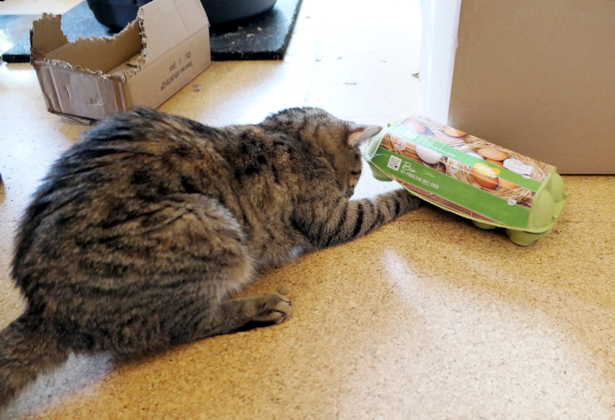 Katze Lilly liegt konzentriert vor einer grünen Eierpappschachtel auf dem Fußboden. Mit einer Pfote versucht sie neugierig, an den Inhalt zu gelangen. Im Hintergrund steht ein bereits zerlegter Karton – ein weiterer Beweis ihrer kreativen Beschäftigung. Lilly-20260714b