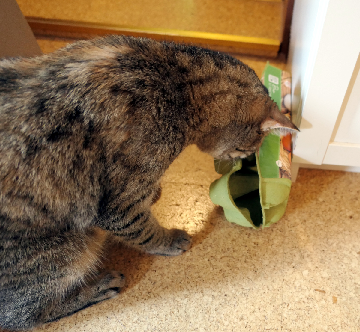 Katze Lilly hat die Eierpappschachtel erfolgreich geöffnet und steckt neugierig ihren Kopf hinein. Mit großem Eifer sucht sie nach dem versteckten Leckerli und zeigt dabei ihren ausgeprägten Spürsinn und ihre Geschicklichkeit. Lilly-20260714c