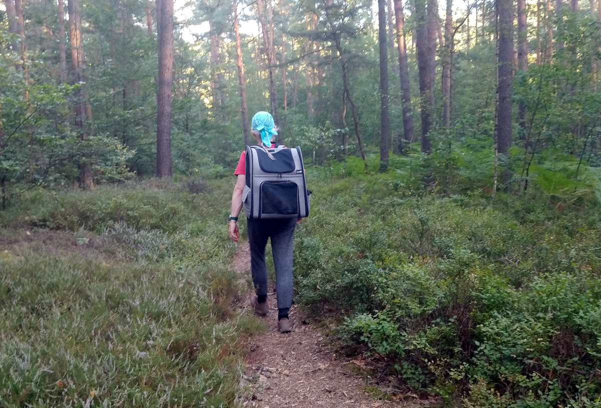 Ein Zweibeiner trägt Katze Lilly in einem großen grauen Wanderrucksack auf dem Rücken über einen schmalen Waldweg. Der Weg führt durch einen grünen Kiefernwald mit dichtem Bewuchs aus Heidelbeersträuchern, Farnen und Gräsern. Lilly sitzt geschützt im Rucksack und wird auf der Wanderung bequem durch den Wald getragen. Lilly-20260814b