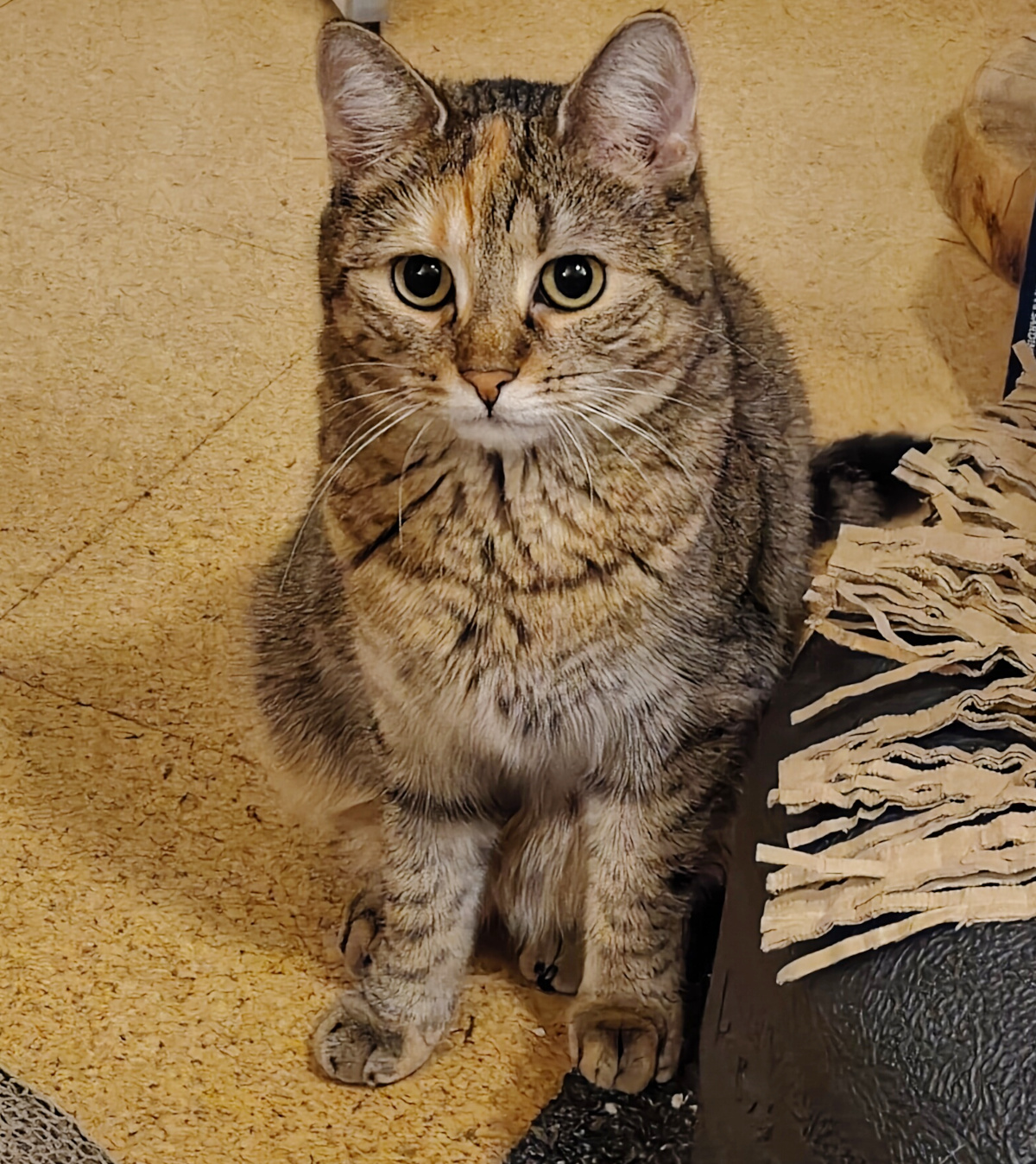 Katze Lilly sitzt aufrecht neben einem Möbelstück und schaut mit großen, erwartungsvollen grünen Augen nach oben. Ihre gespitzten Ohren und der aufmerksame Blick wirken, als würde sie geduldig auf ihr nächstes Leckerli warten. Lilly-20261014b