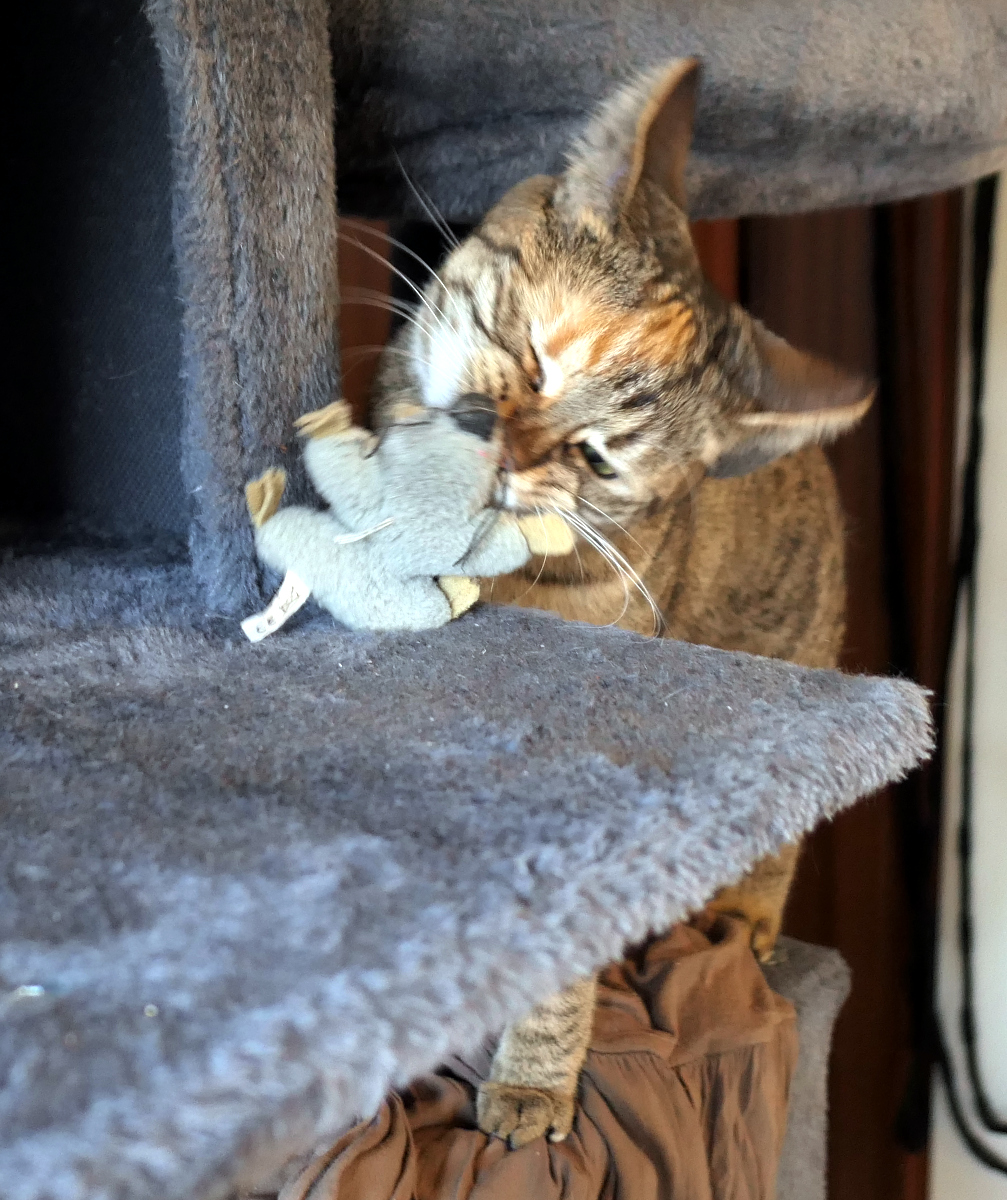 Auf dem Bild hat sie die Maus mit dem Maul gepackt und kneift vor Anstrengung ein Auge zu. Lilly-20260215b