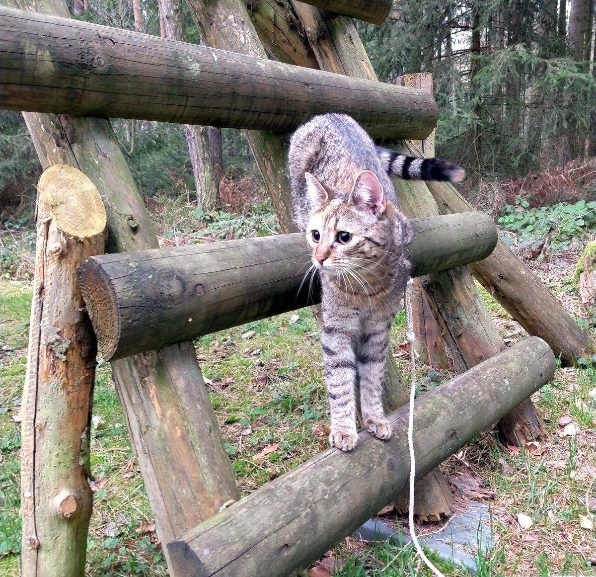 Katze Lilly steht neugierig auf der Leiter eines Hochsitzes im Wald. Ihre Vorderpfoten ruhen auf der unteren Stufe, während die Hinterpfoten eine Stufe höher stehen. Der Kopf ist seitlich gedreht, ihr Blick aufmerksam und forschend – als würde sie das große Kletterabenteuer planen. Lilly-202603015a