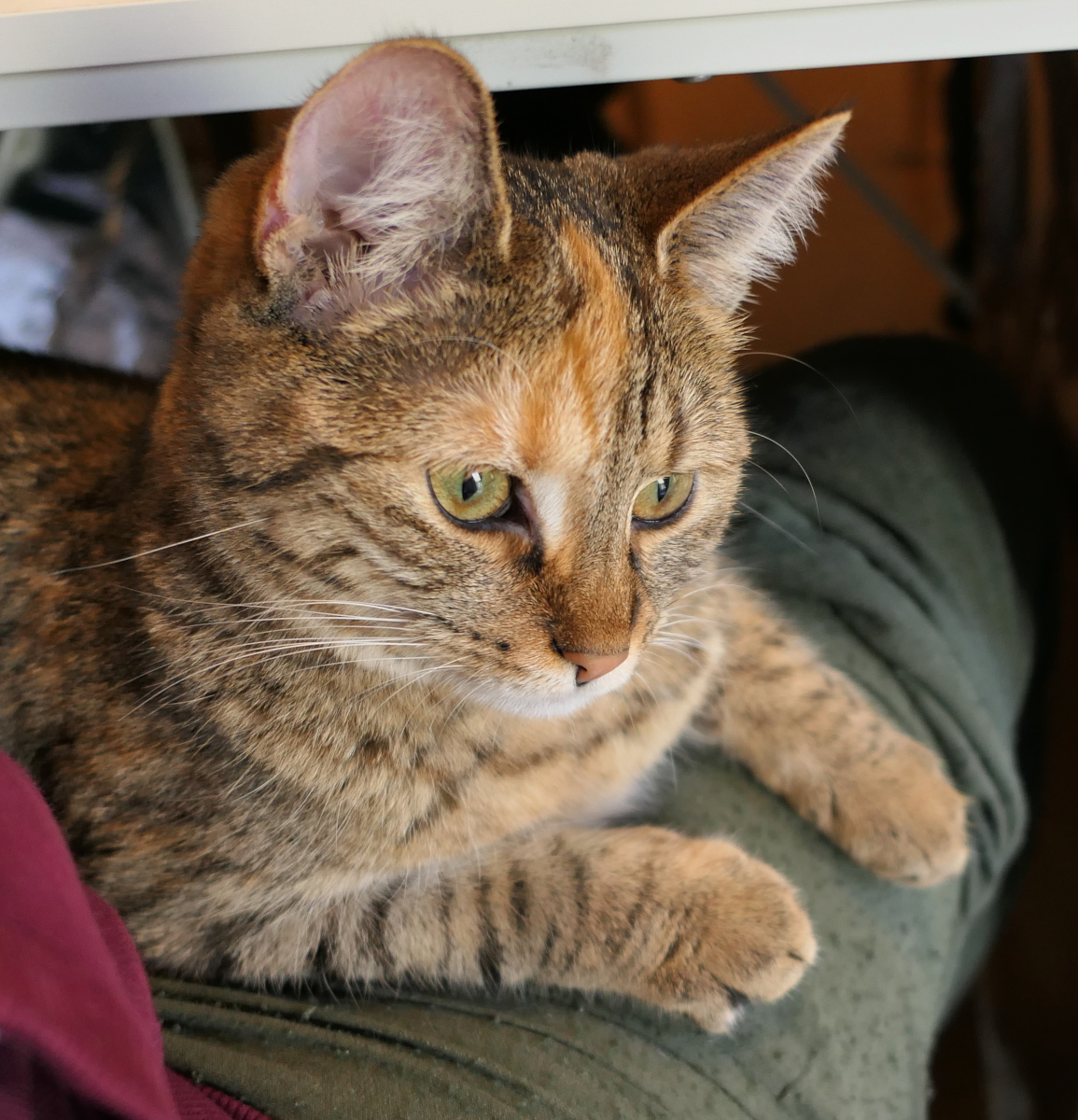 Großaufnahme von Katze Lilly, die entspannt und zufrieden auf dem Schoß ihres Zweibeiners liegt. Ihr Kopf ist leicht angehoben, die Augen wachsam und zugleich unschuldig auf die Balkontür gerichtet – als würde sie kein Wässerchen trüben. Lilly-20260415