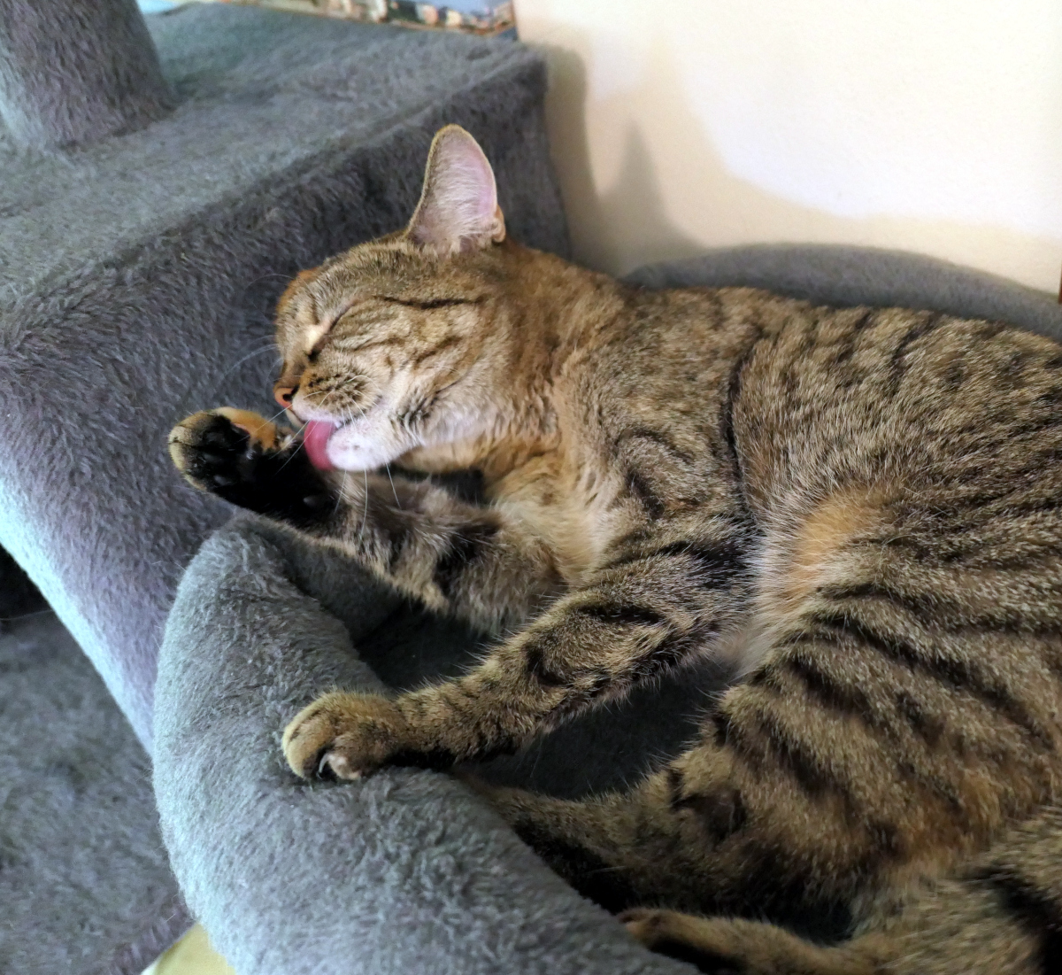 Katze Lilly liegt entspannt auf einer grauen Liegefläche ihres Katzenbaums und widmet sich ausgiebig ihrer Katzenwäsche. Mit geschlossenen Augen schleckt sie konzentriert ihre Vorderpfote und zeigt die sorgfältige Fellpflege, die zu ihrem täglichen Wohlfühlprogramm gehört. Lilly-20260715b