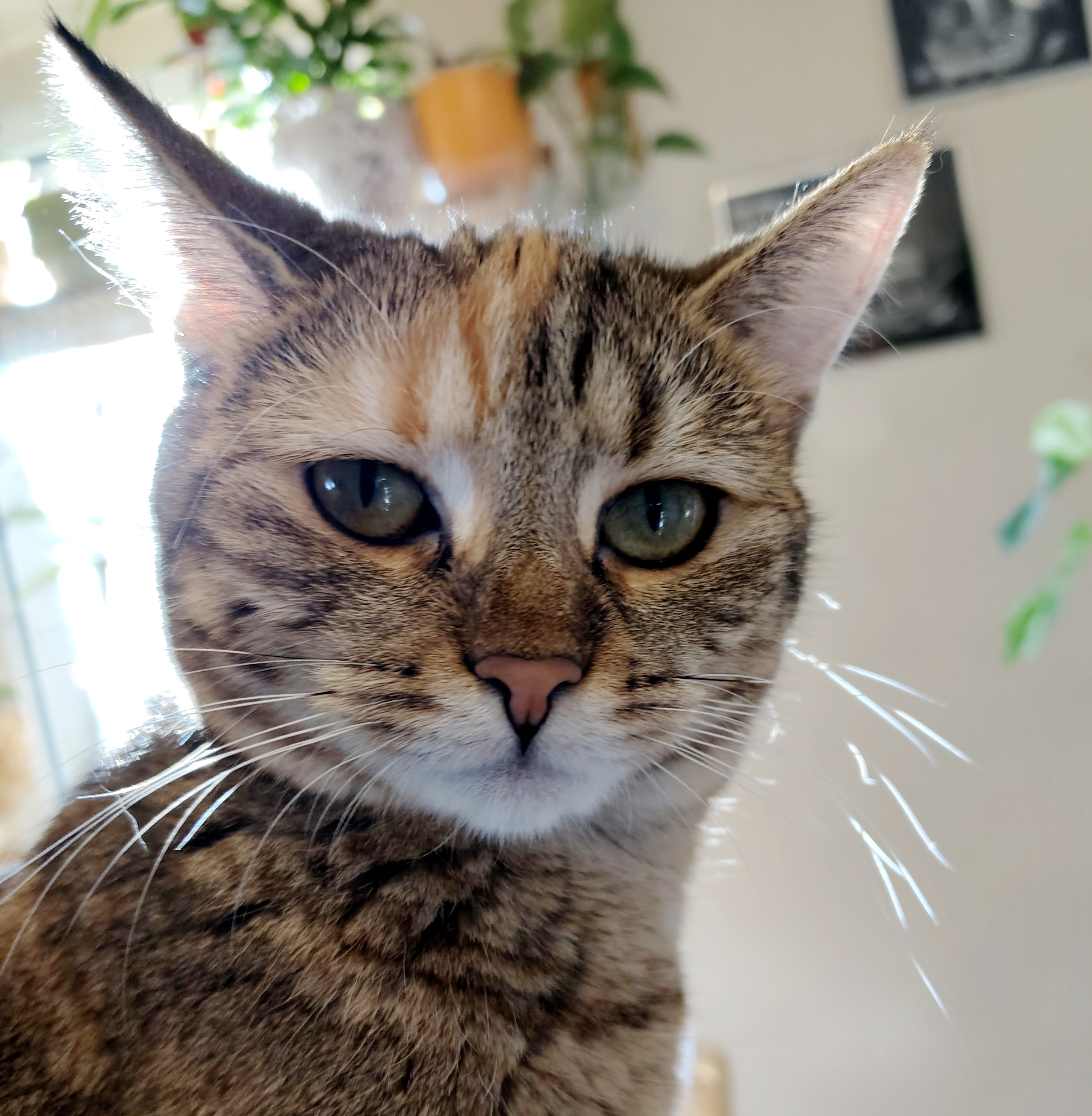 Nahaufnahme von Lillys Gesicht. Helles Sonnenlicht fällt von hinten in den Raum. Ihre Ohren sind leicht seitlich gedreht und ihr Gesichtsausdruck wirkt aufmerksam, aber ein wenig genervt. Lilly-20260915b