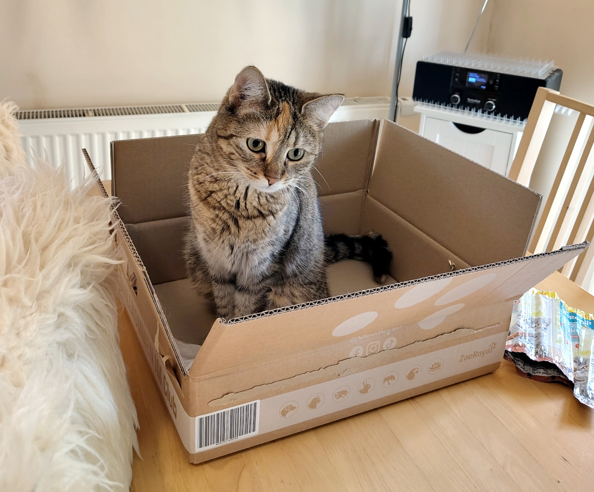 atze Lilly sitzt aufrecht und gemütlich in einem offenen Pappkarton auf einem Holztisch. Ihre Vorderpfoten stehen dicht beieinander, der Schwanz liegt seitlich im Karton. Mit leicht zur Seite geneigtem Kopf schaut sie ruhig und aufmerksam nach vorn. Im Hintergrund sind eine Heizung und ein technisches Gerät zu sehen. Der Karton scheint für Lilly genau die richtige Größe zu haben. Lilly-20261015a