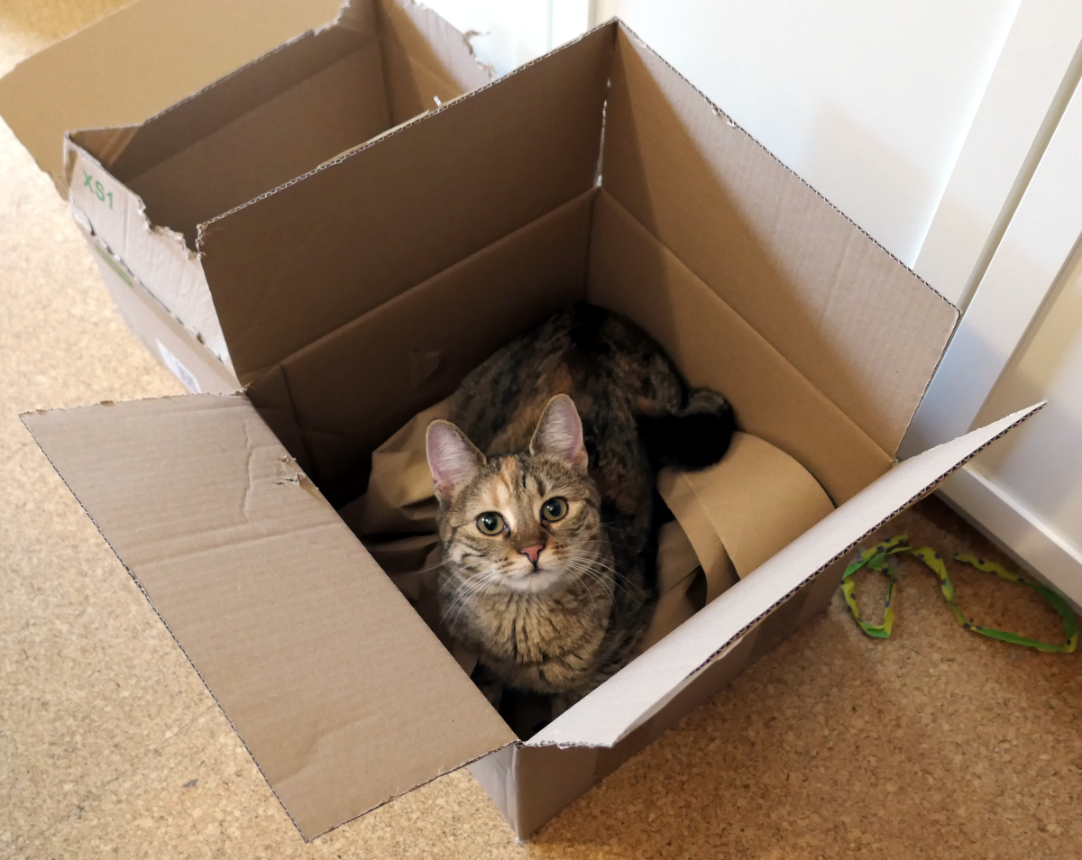 Katze Lilly sitzt neugierig in einem großen Karton voller Verpackungsmaterial. Zwischen raschelnden Papier schaut sie mit großen, runden Augen nach oben in die Kamera – aufmerksam, verspielt und ganz in ihrem neuen Kartonhauptquartier versunken. Lilly-20260316
