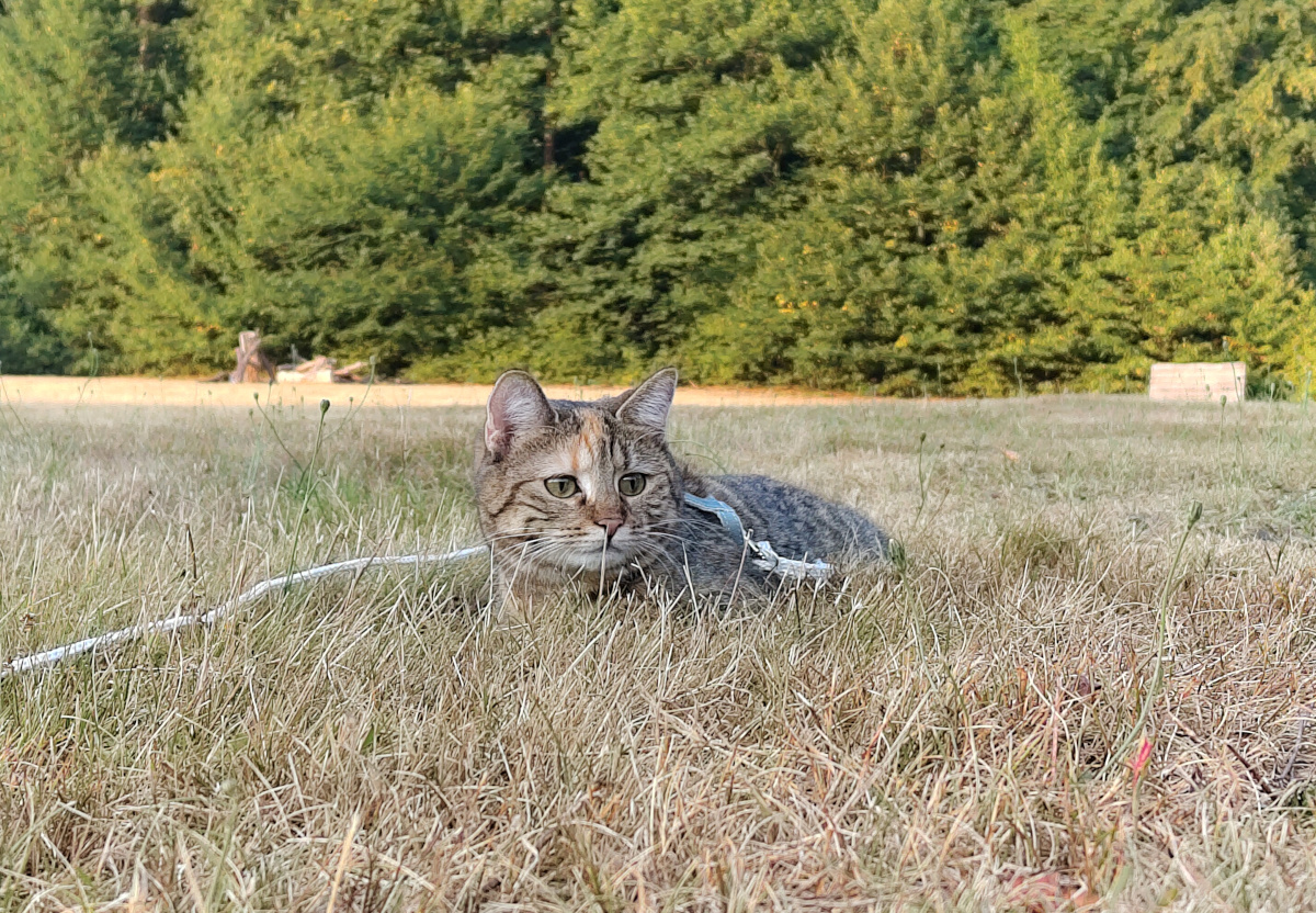 Katze Lilly liegt entspannt im trockenen Gras einer sommerlichen Waldwiese. Sie trägt ihr hellblaues Geschirr und blickt aufmerksam nach vorn. Hinter ihr beginnt der grüne Waldrand. Lilly-20260816a