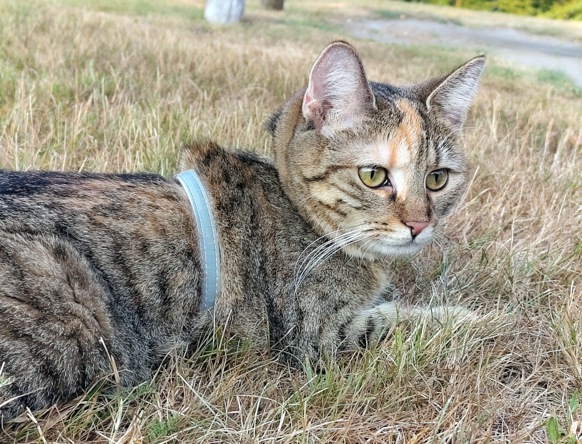 Nahaufnahme von Katze Lilly auf einer sommerlich trockenen Wiese. Sie liegt im Gras, trägt ihr hellblaues Geschirr und schaut mit ihren grünen Augen aufmerksam zur Seite. Ihr Gesicht und die Fellzeichnung sind deutlich zu erkennen. Lilly-20260816b