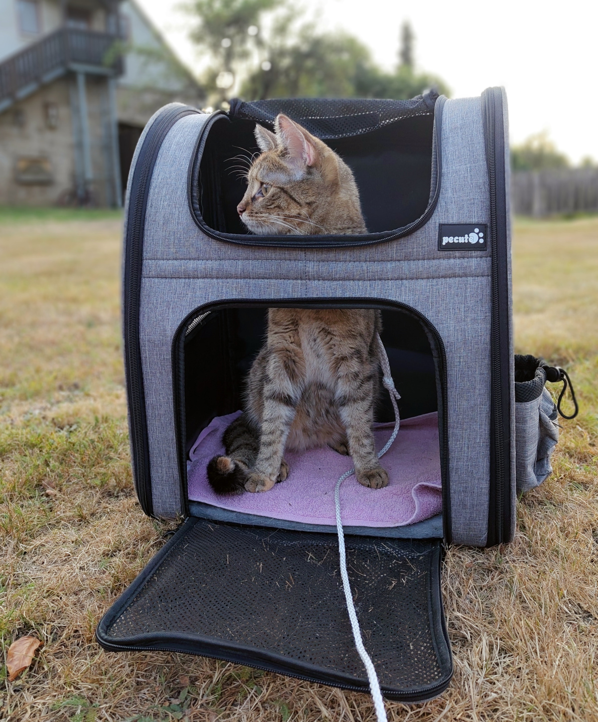 Katze Lilly sitzt aufrecht in ihrem geöffneten grauen Wanderrucksack, der auf einer Wiese steht. Die vordere Klappe ist vollständig geöffnet und Lilly schaut erwartungsvoll zur Seite, als wäre für sie der Ausflug beendet und es könne nun nach Hause gehen. Lilly-20260816c