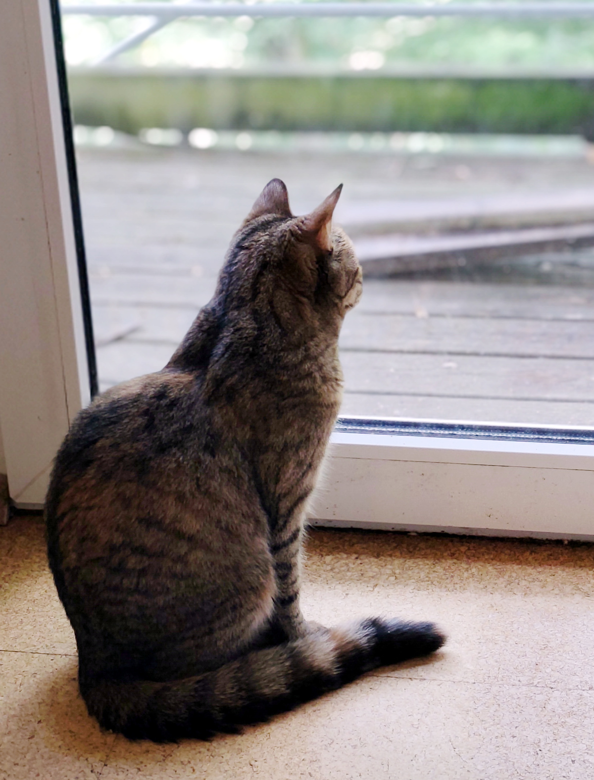 Katze Lilly sitzt unmittelbar vor der geschlossenen Balkontür und schaut aufmerksam nach draußen auf die Baustelle. Vor der Tür ist der Bereich zu sehen, an dem der Balkon während der Bauarbeiten entfernt wurde. Lilly-20260916b