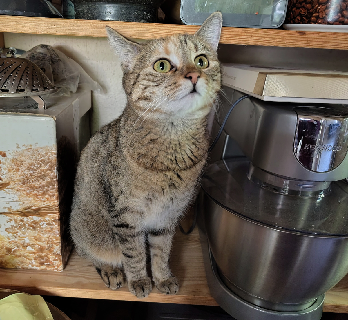 Katze Lilly sitzt auf einem Holzregal in der Küche, direkt neben einer großen silberfarbenen Kenwood-Küchenmaschine mit Rührschüssel. Sie hält den Kopf leicht angehoben und blickt mit weit geöffneten grünen Augen und aufgestellten Ohren aufmerksam nach oben. Neben ihr stehen eine bedruckte Aufbewahrungsbox und weitere Küchenutensilien. Lilly-20261016b