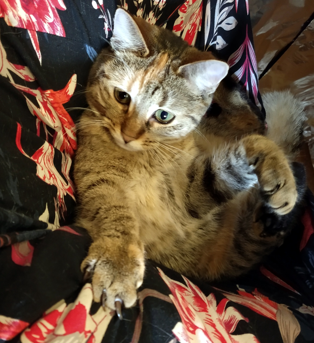 Katze Lilly liegt entspannt und zufrieden eingerollt im bunten Rock von Doris und schaut mit großen Augen in die Kamera. Lilly-20260517b