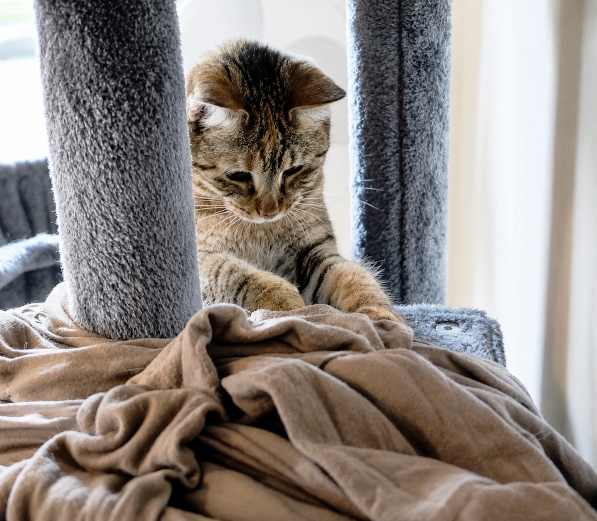 Katze Lilly steht auf einer Liegefläche ihres Katzenbaums und sucht konzentriert unter einem braunen Tuch nach einem versteckten Leckerli. Mit den Vorderpfoten tastet sie vorsichtig unter den Stoff, während sie die Nase dicht über der geheimnisvollen Versteckstelle hält. Lilly-20260617c