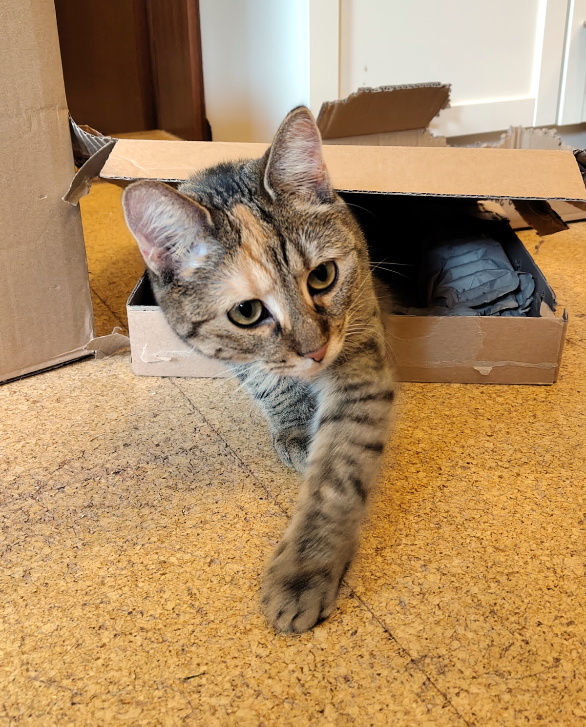 Katze Lilly kommt aus ihrem kleinen flachen Pappkarton hervor und schaut mit großen grünen Augen direkt nach vorn. Eine Vorderpfote hat sie weit aus dem Karton gestreckt, während der Deckel noch über ihrem Rücken liegt. Rundherum stehen weitere Kartons – Lillys ganz persönliche Kartonlandschaft. Lilly-20260817b