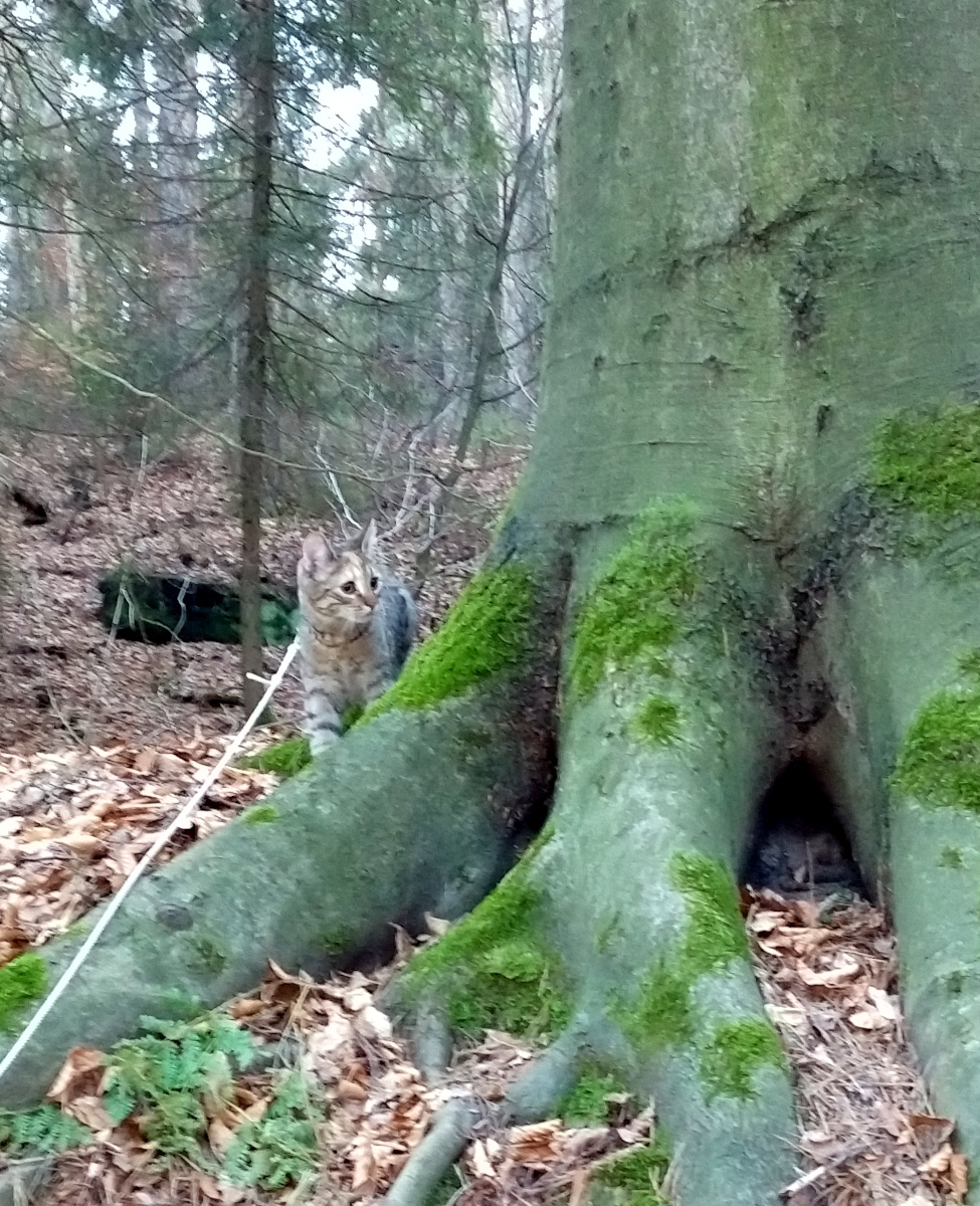 Lilly steht an einer langen Leine im Wald neben einem großen Baum. Der Blick konzentriert, die Nase in der Luft – jede Faser Katze ist auf Entdeckung eingestellt. Lilly-20260118b