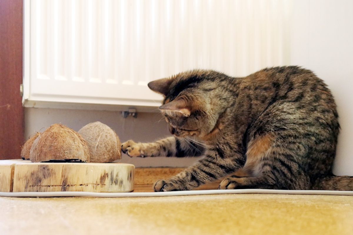 Katze Lilly liegt aufmerksam vor einem Leckerlie-Versteckspiel auf dem Boden. Vor ihr stehen drei Kokosnussschalen auf einer runden Baumscheibe. Konzentriert streckt sie eine Pfote nach einer der Schalen aus, unter der sich vermutlich das begehrte Leckerli verbirgt. Lilly-20260618b