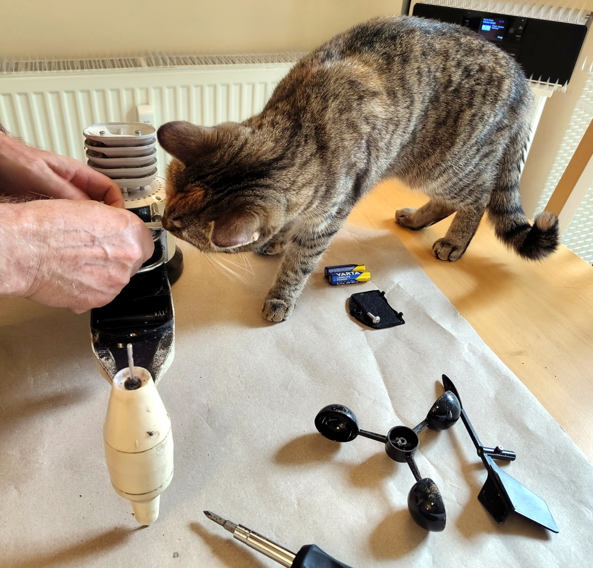 Katze Lilly steht mitten auf dem Arbeitstisch und beobachtet aus nächster Nähe, wie ein Zweibeiner die auseinandergebaute Wetterstation reinigt und repariert. Einzelteile, Werkzeug und eine Batterie liegen vor ihr. Lilly-20260818b