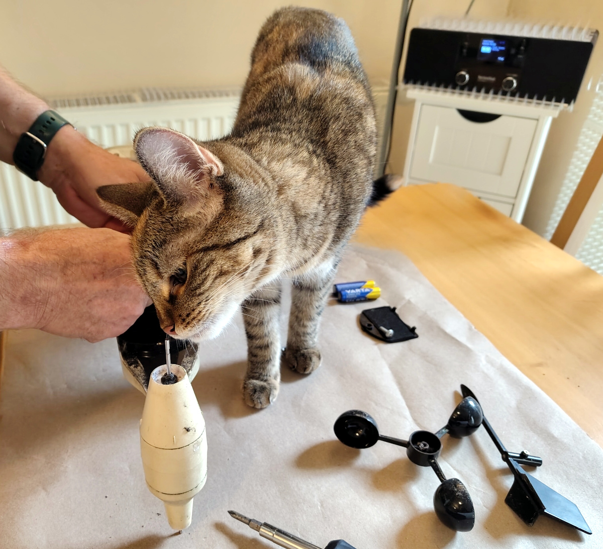 Katze Lilly untersucht die zerlegte Wetterstation besonders gründlich und hält ihre Nase dicht an das Gerät, während ein Zweibeiner daran arbeitet. Weitere Bauteile und Werkzeug liegen auf dem Tisch. Lilly-20260818c