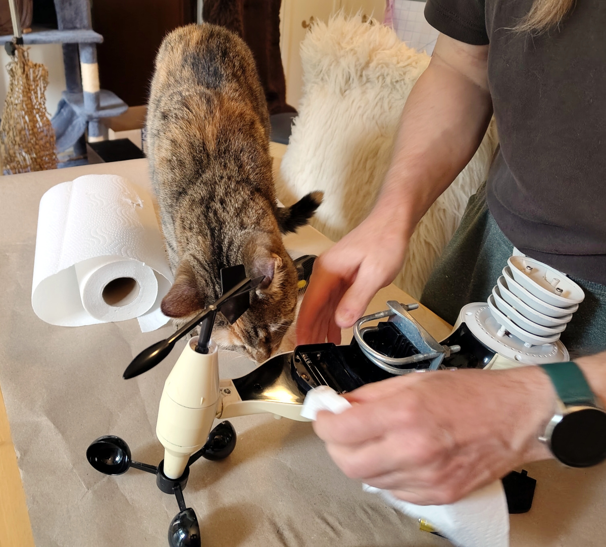 Katze Lilly überwacht aufmerksam den Zusammenbau der gereinigten Wetterstation. Sie steht unmittelbar neben dem Gerät und schaut den Händen ihrer Zweibeiner bei der Arbeit zu. Lilly-20260818d