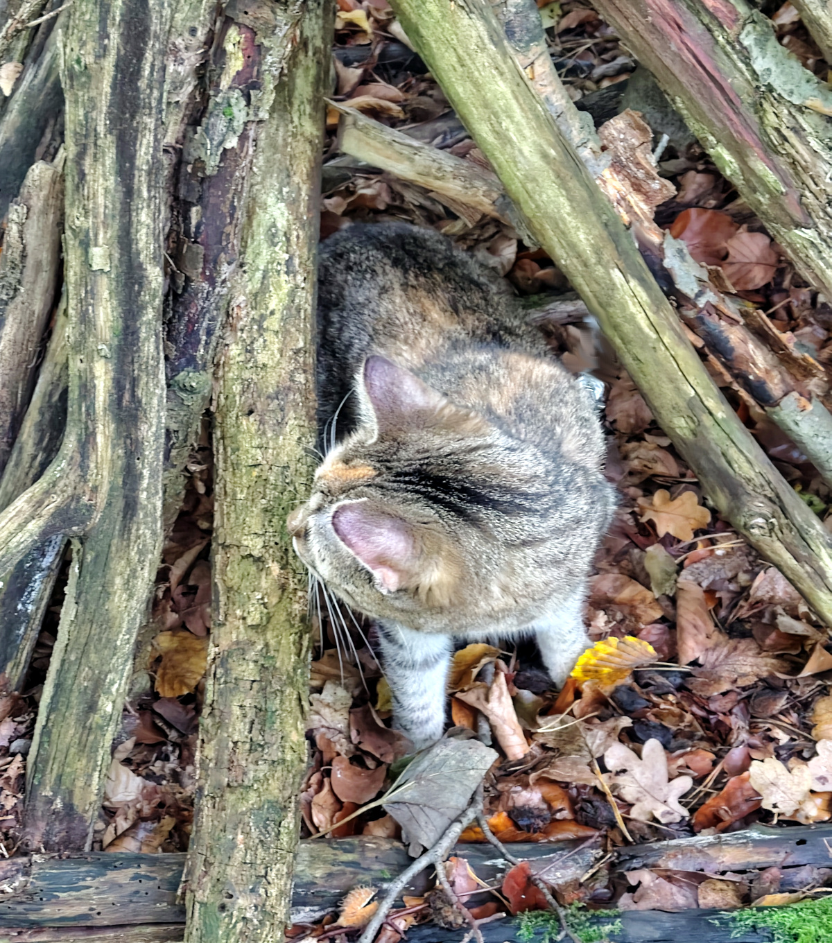 Katze Lilly steht zwischen verwitterten, teilweise mit Moos und Flechten bedeckten Holzstämmen auf einem mit Herbstlaub bedeckten Waldboden. Von schräg oben fotografiert, schaut sie aufmerksam nach links. Zwischen den Stämmen entstehen kleine, höhlenartige Zwischenräume. Lilly-20261018b
