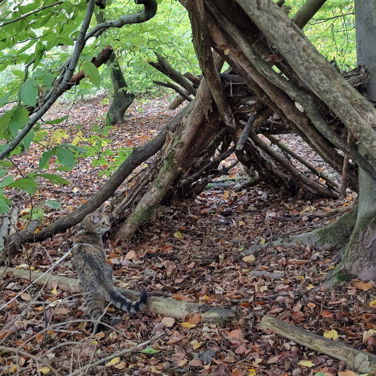 Die getigerte Katze Lilly steht auf dem herbstlichen Waldboden vor einem großen, schräg aufgeschichteten Stapel aus Ästen und Baumstämmen. Sie hat den Kopf zur Seite gedreht und betrachtet aufmerksam ihre Umgebung. Ihre lange helle Sicherheitsleine ist sichtbar. Ringsum liegen braune Blätter, Zweige und umgestürztes Holz. Lilly-20261018c
