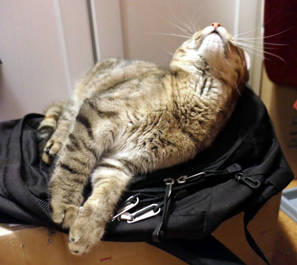 Katze Lilly liegt entspannt auf dem schwarzen Wanderrucksack ihrer Zweibeiner. Mit geschlossenen Augen streckt sie den Kopf genüsslich nach oben und genießt die vertrauten Gerüche. Lilly-20260719b