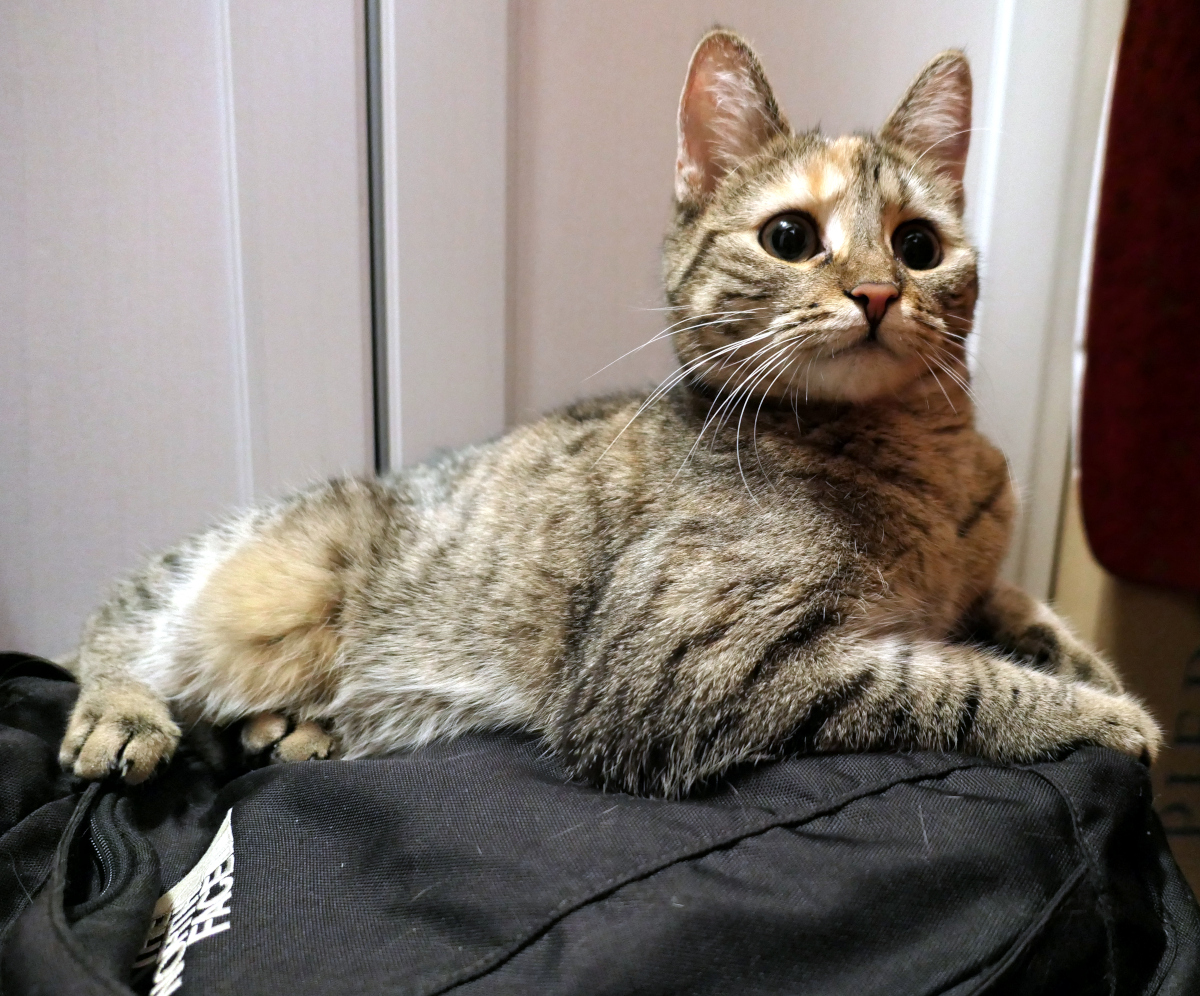 Katze Lilly hat es sich bequem auf dem schwarzen Wanderrucksack eingerichtet. Mit großen neugierigen Augen schaut sie aufmerksam in die Kamera und wirkt bereit für das nächste Abenteuer. Lilly-20260719c