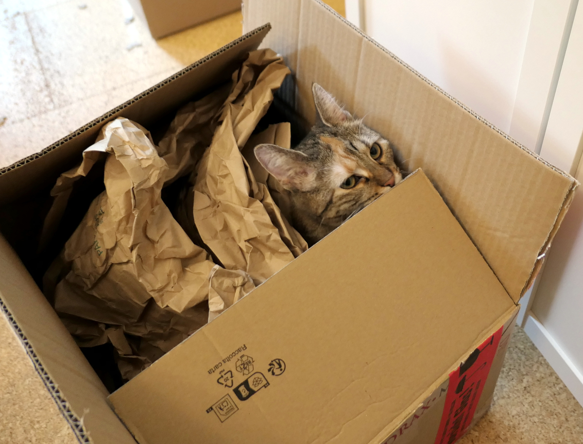 Katze Lilly schaut aus einem großen Versandkarton zwischen knisterndem braunem Packpapier hervor. Nur ihr Kopf und ein Teil des Körpers sind zu sehen, während sie neugierig ihr neues Kartonversteck erkundet. Lilly-20260719d