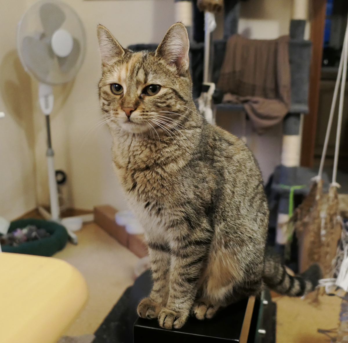 Lilly sitzt aufrecht wie eine kleine Katzenkönigin auf ihrem Thron. Der Blick ernst und würdevoll, die Ohren aufmerksam gespitzt. Ihre großen, leuchtenden Augen strahlen Ruhe und Selbstbewusstsein aus. Das weiche, kuschelige Fell wirkt perfekt gepflegt. Im Hintergrund, sanft verschwommen, erstreckt sich ihr Reich: ein Katzenbaum zum Klettern, ein gemütliches Katzensofa zum Dösen, der Futterplatz für königliche Mahlzeiten und ein kleiner Spielbereich für spontane Jagdabenteuer. Alles wirkt harmonisch – so, wie es einer wahren Königin gebührt. Lilly-202603019