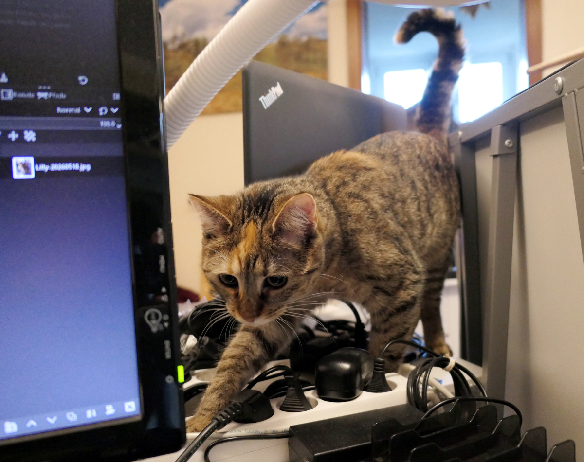 Katze Lilly balanciert neugierig zwischen vielen Kabeln und Steckdosen auf einem Schreibtisch neben Computerbildschirmen und Technikgeräten. Lilly-20260519a